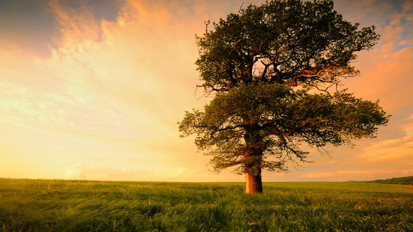The Tree of Life & Its Symbolism